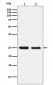AQP1 Antibody